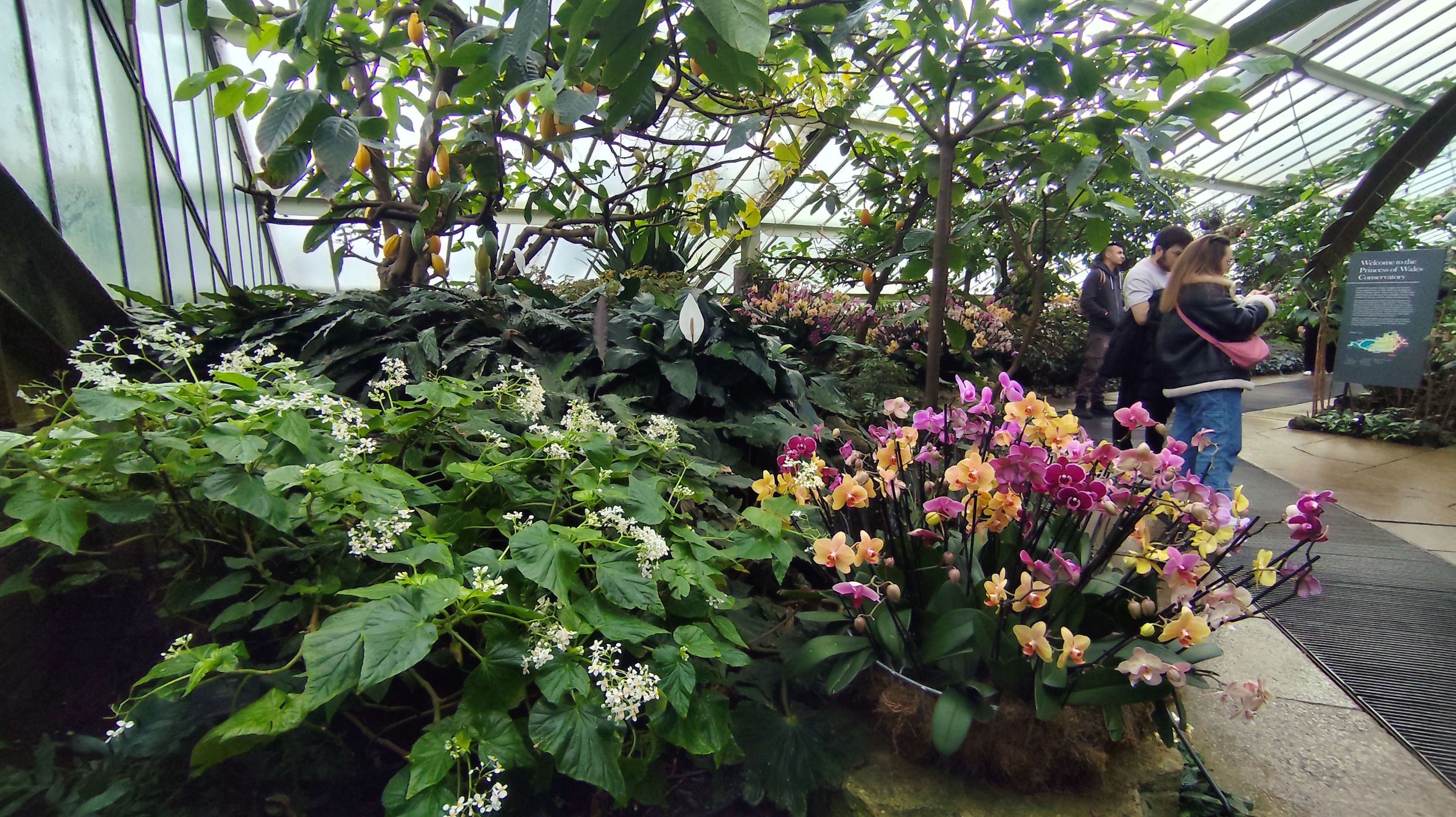 Orchideová misa pod kakaovníkom a kvitnúca begónia