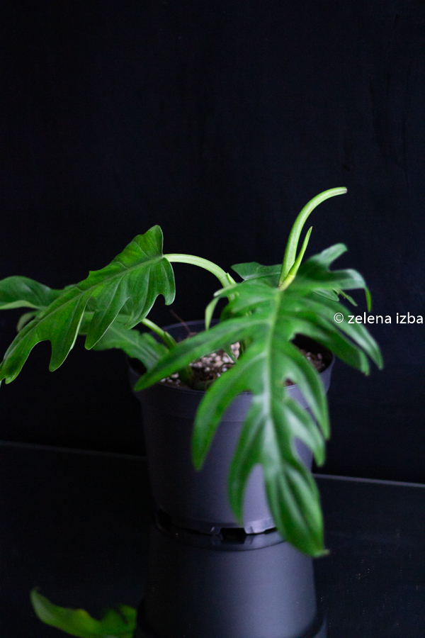 Philodendron elegans - na objednávku