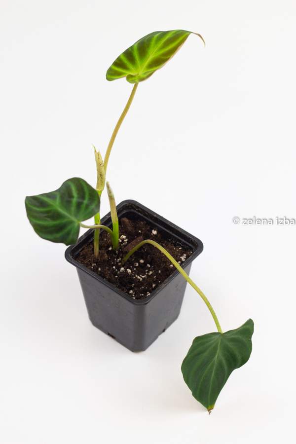 Philodendron verrucosum "S"