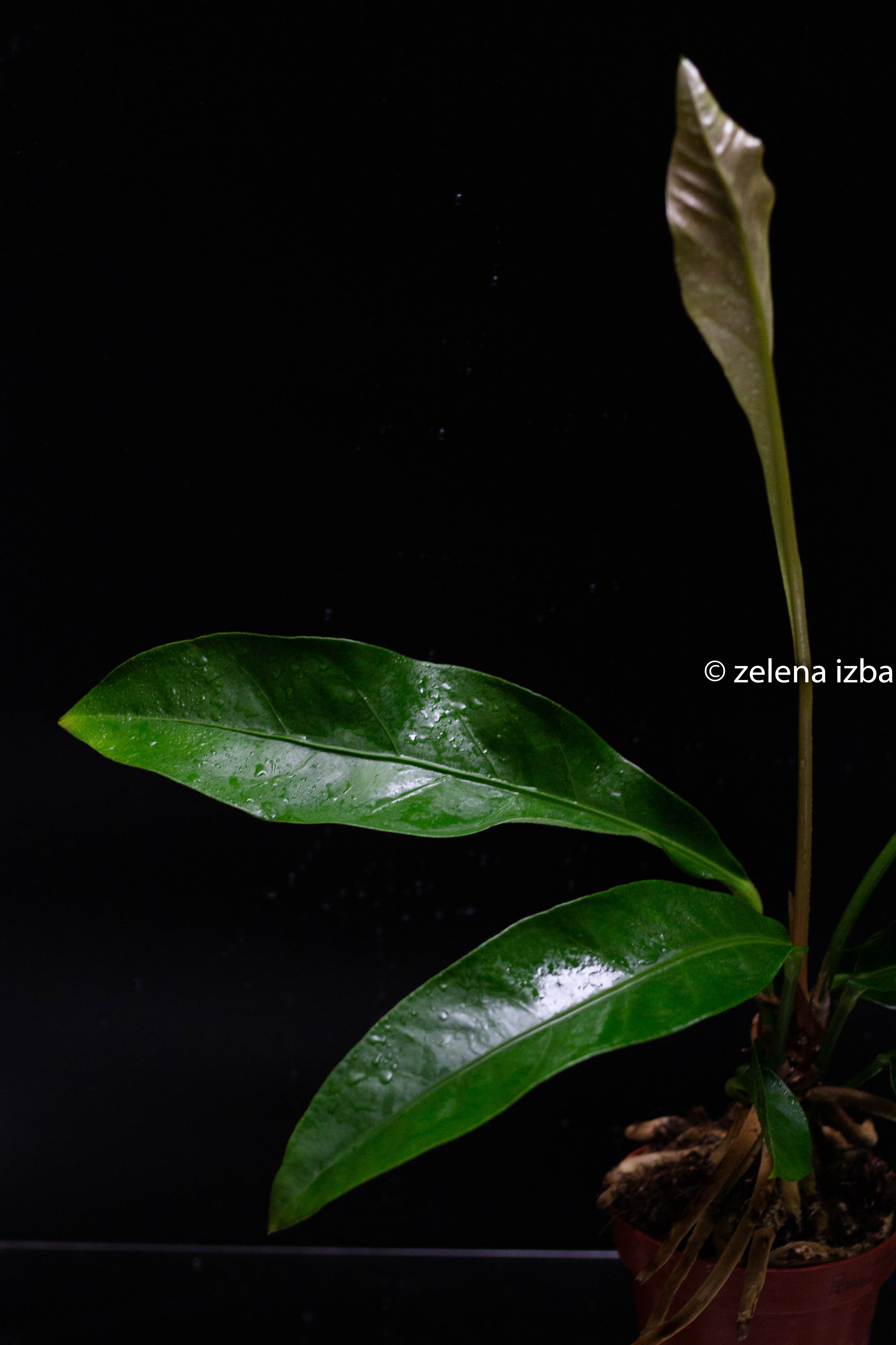 Anthurium ellipticum "jungle bush" - zľava