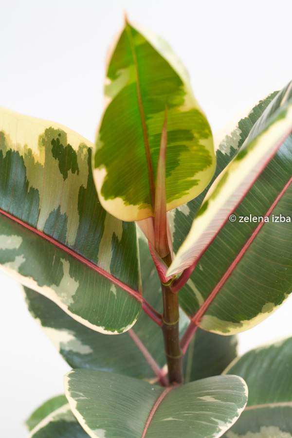 Ficus elastica tineke "M"