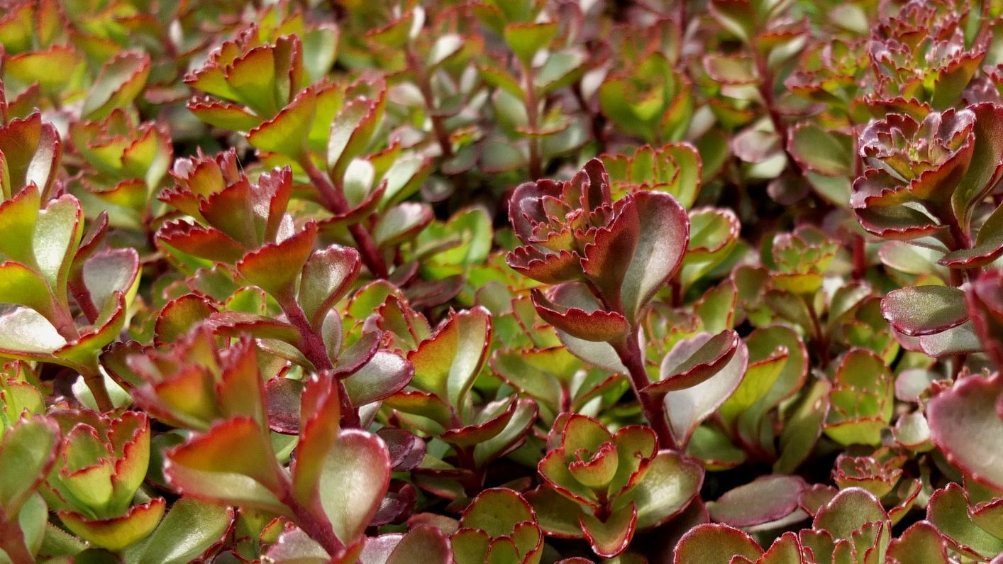 sedum spurium - dragons blood, rozchodník pochybný - dračia krv