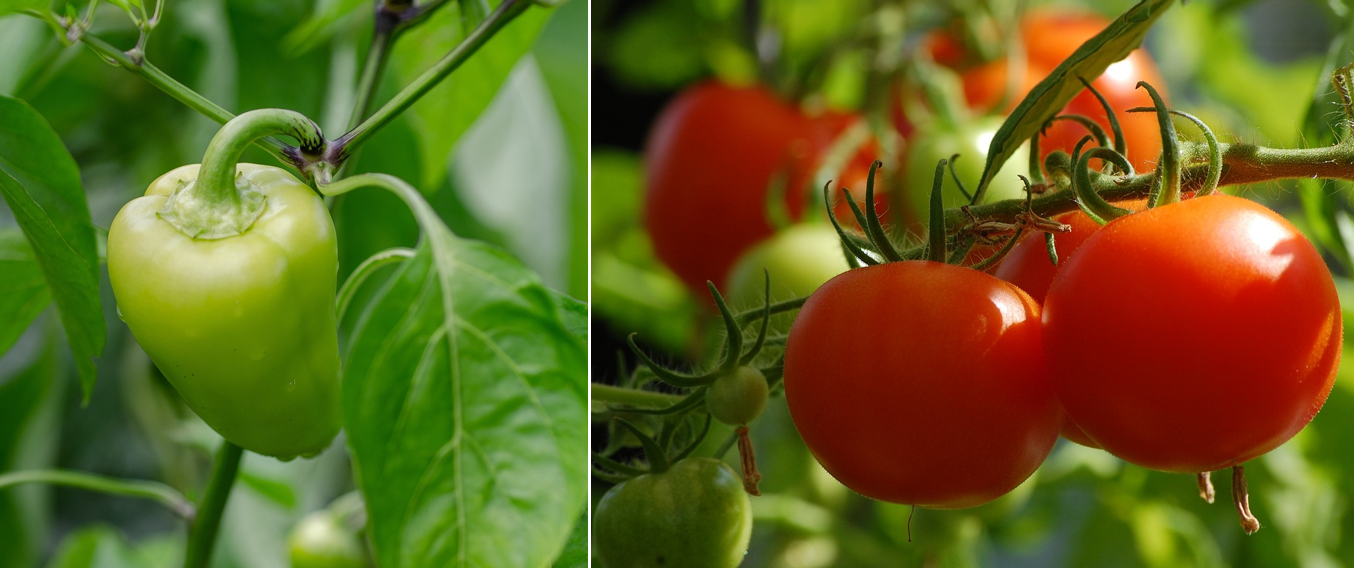 rastlina paradajky a paprikypng
