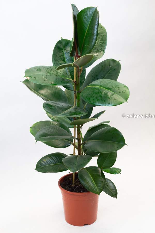 Ficus elastica robusta "XL"