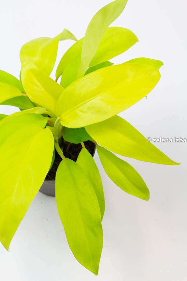 Philodendron malay gold "L"