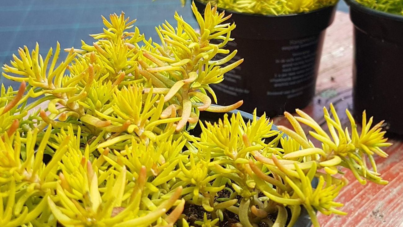 sedum angelina , rozchodník skalný