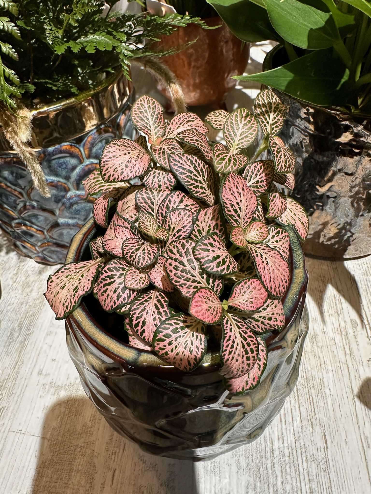 Fittonia pink