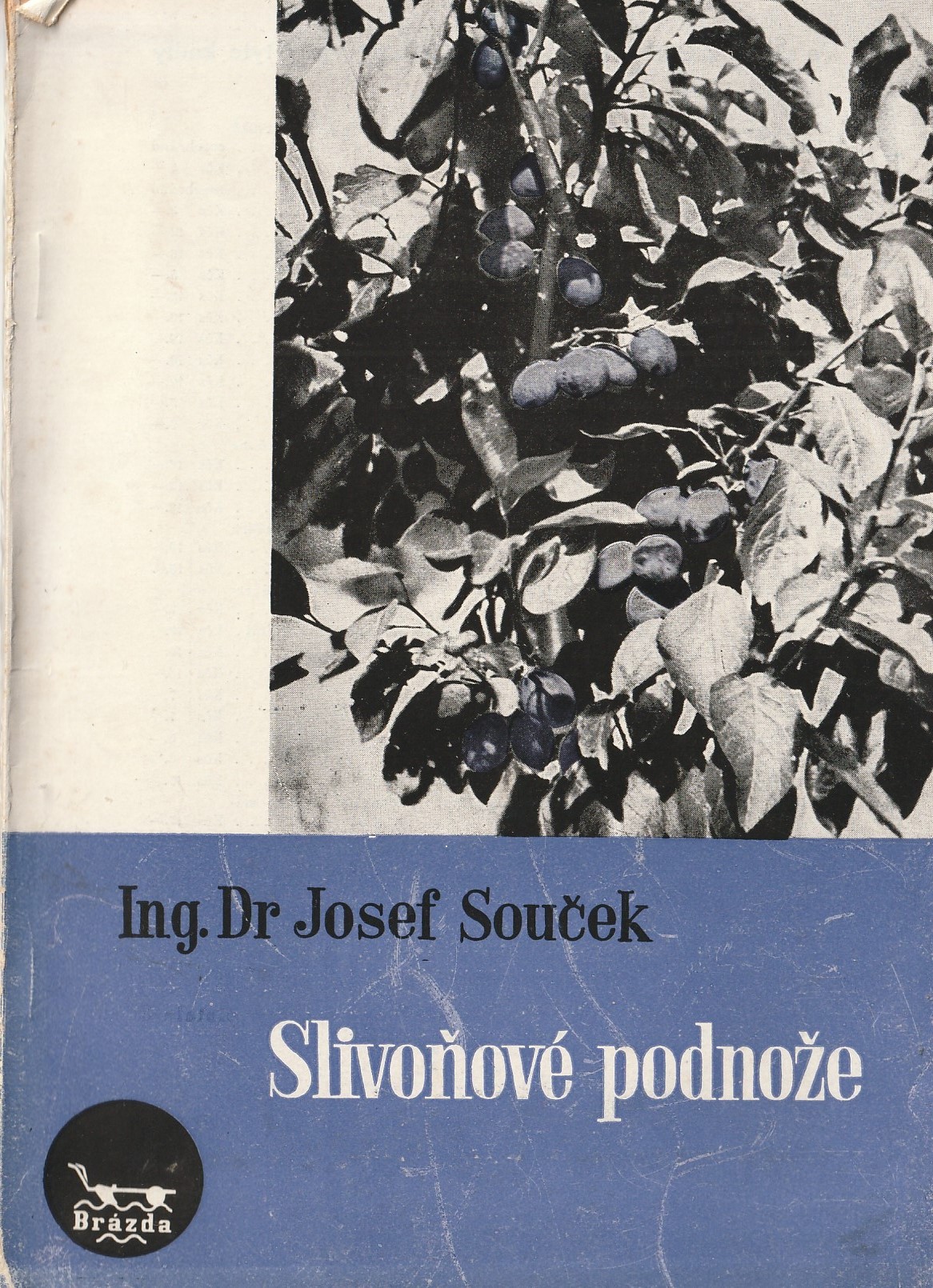 Souček Josef Ing.Dr. - Slivoňové podnože