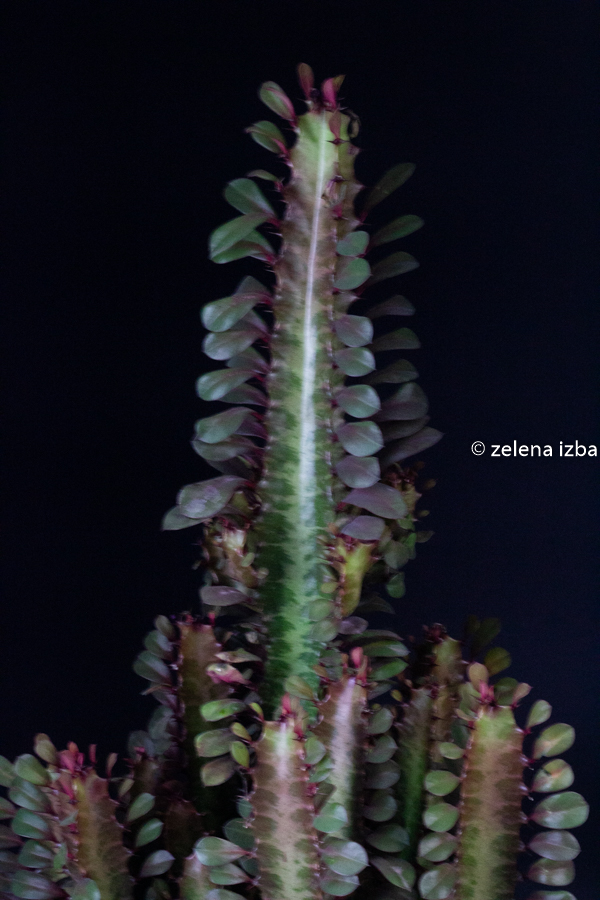 Euphorbia trigona rubra "L"
