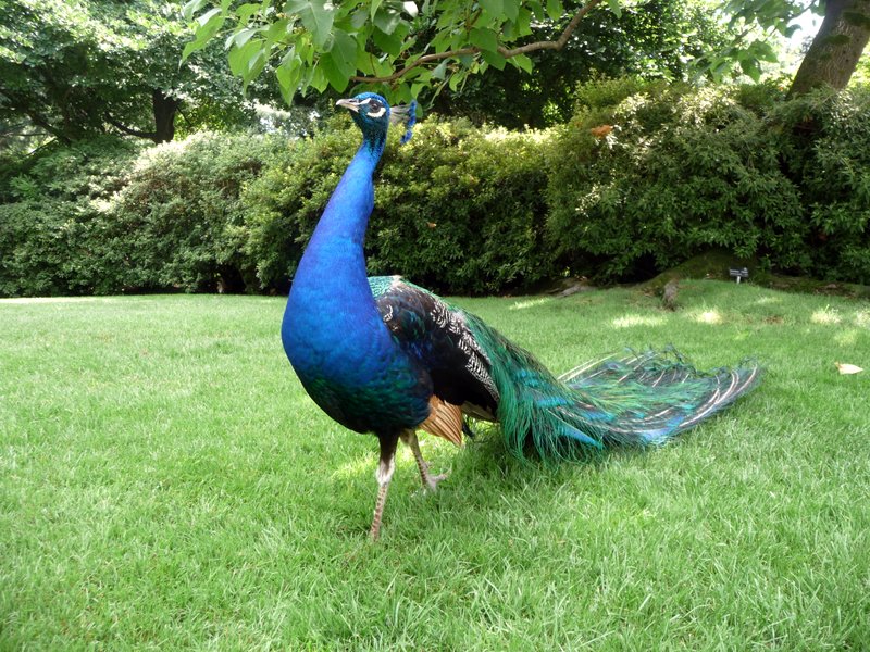 Modrý páv/Blue peacock
