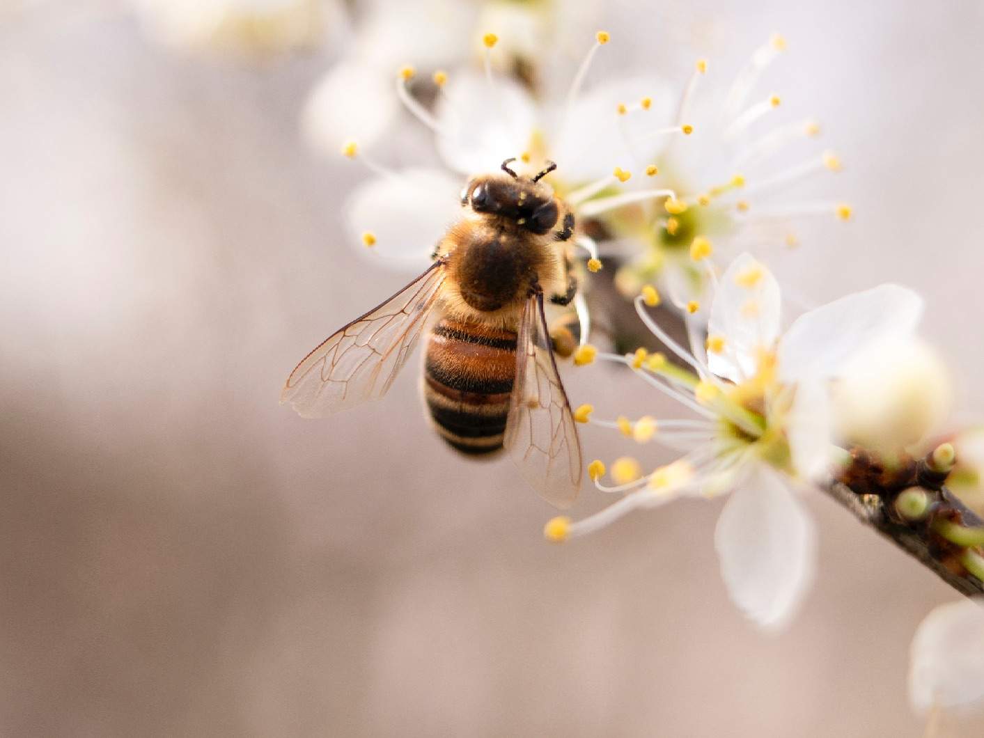 Alergia na jed včely, osy sršňa