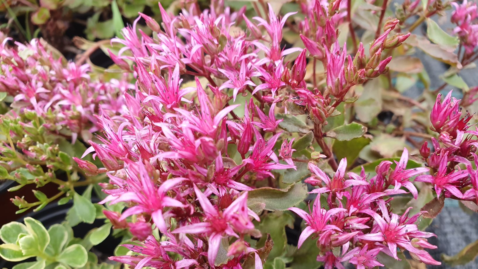 sedum spurium - purpureum, rozchodník pochibný - purpurový