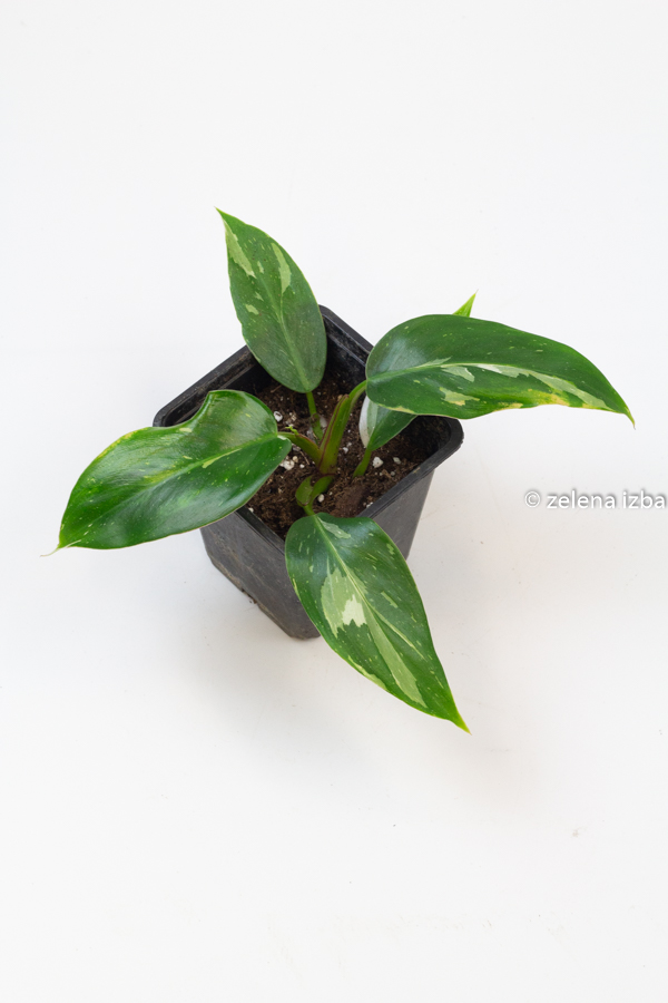 Philodendron white princess "S"