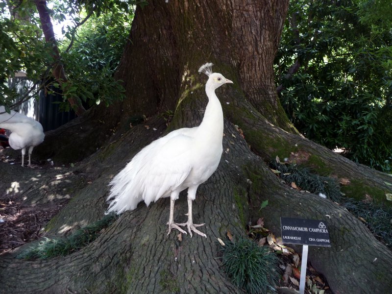Biely páv na koreňoch škoricovníka (Cinnamomum camphora). White peacock on the roots od camphor tree