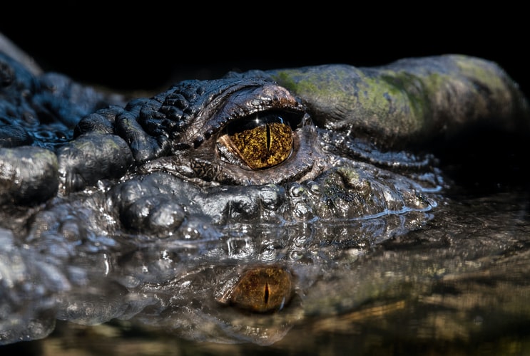 cassius-australia-krokodiljpg