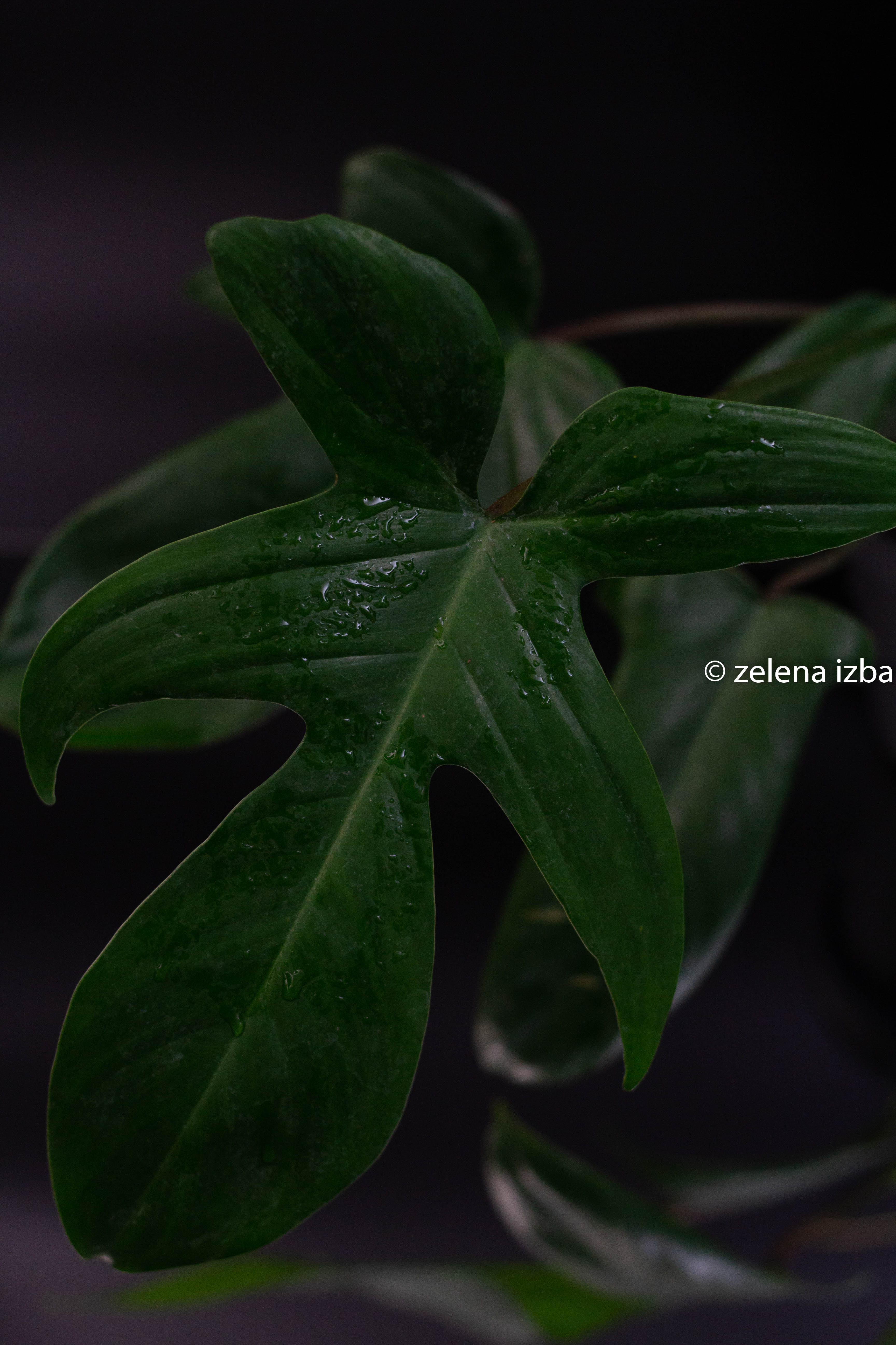 Philodendron florida green - zľava