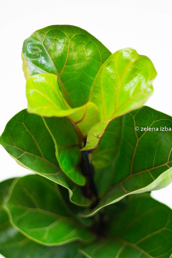Ficus lyrata bambino - zľava