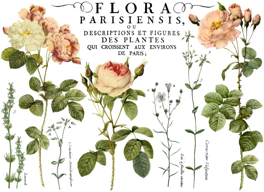 IOD Decor Transfers "Flora Parisiensis"
