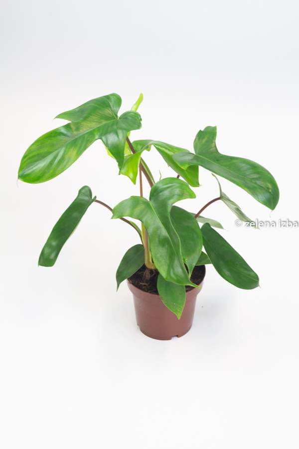 Philodendron florida green