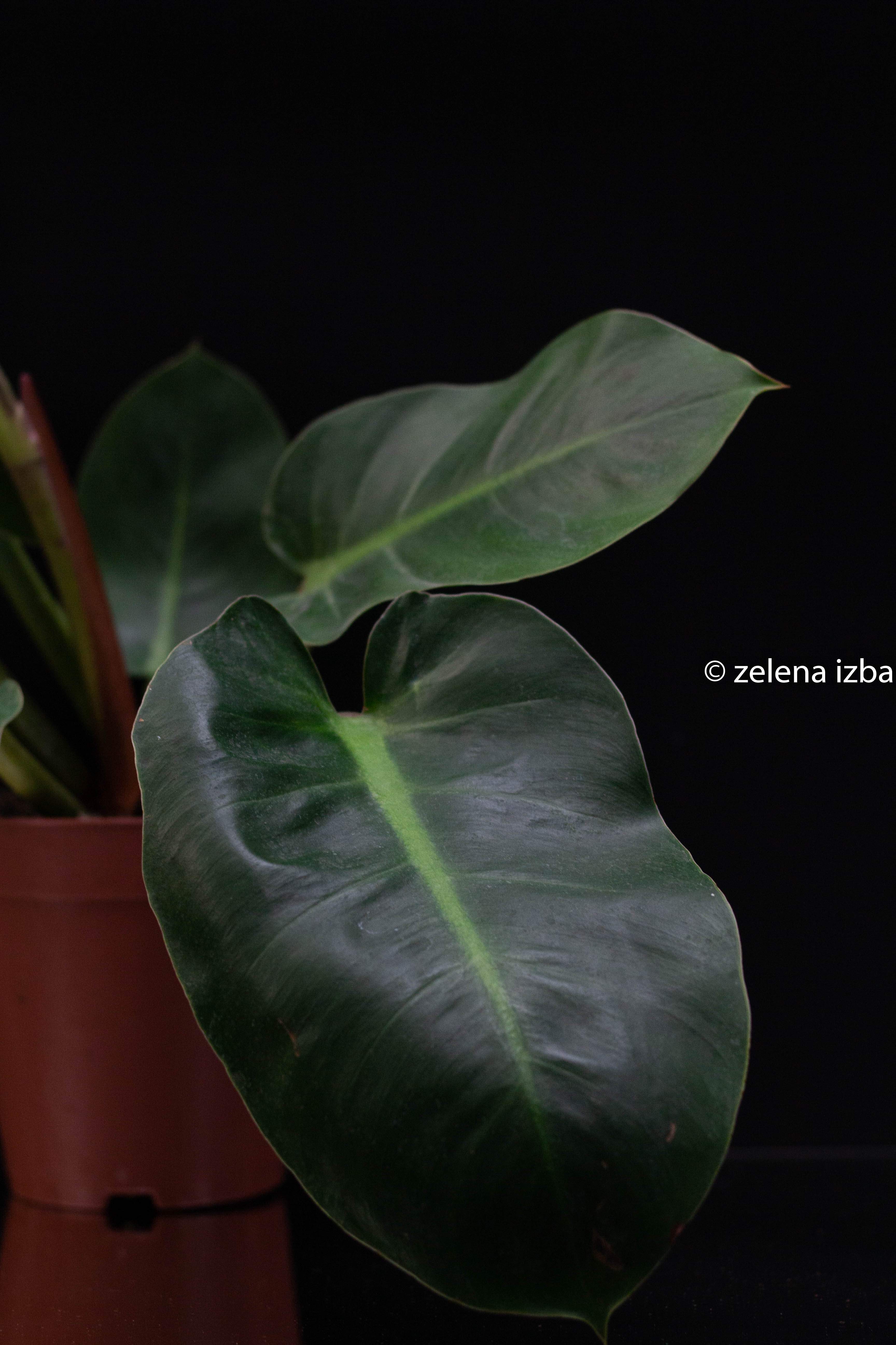 Philodendron new melinonii "L"
