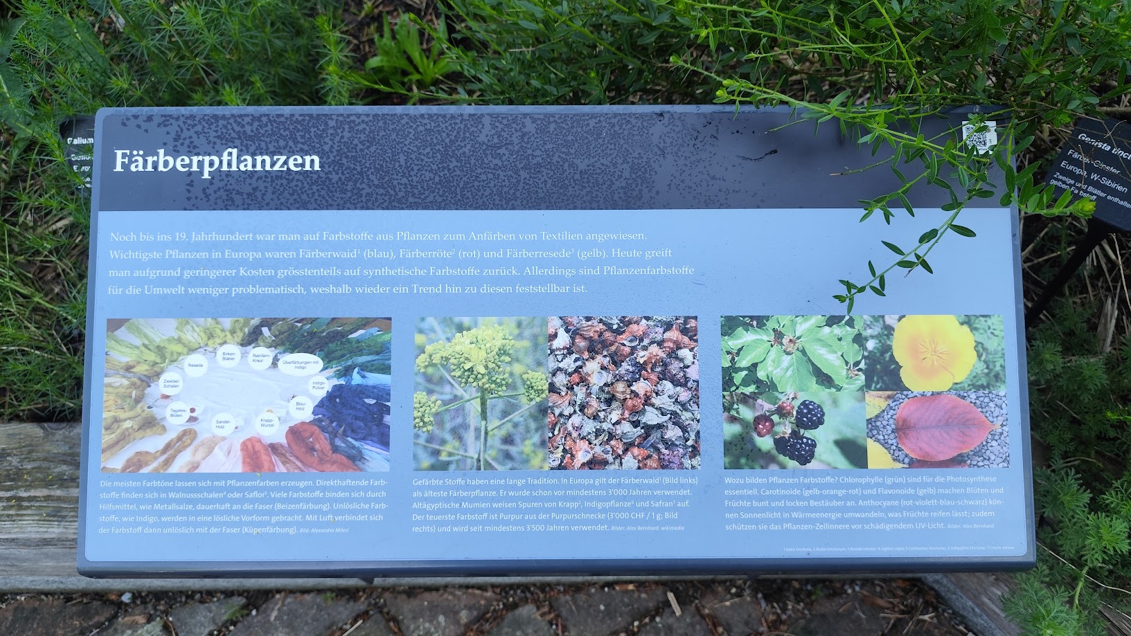 Tabuľka o rastlinách využívaných na farbenie