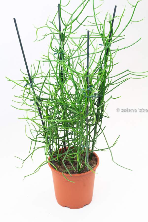 Euphorbia tirucalli "XL"