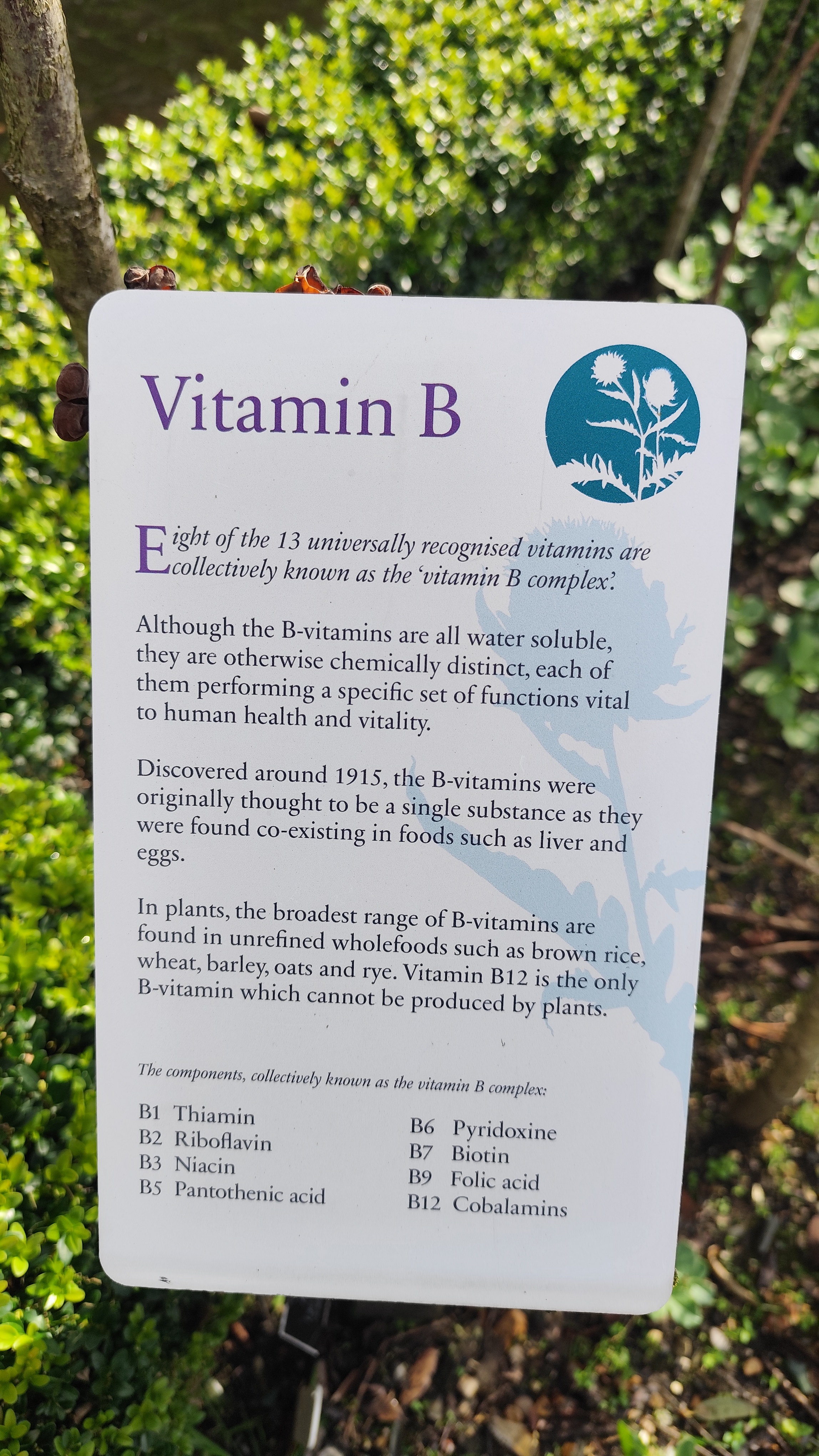 opis záhonu s rastlinami obsahujúcimi vitamíny B