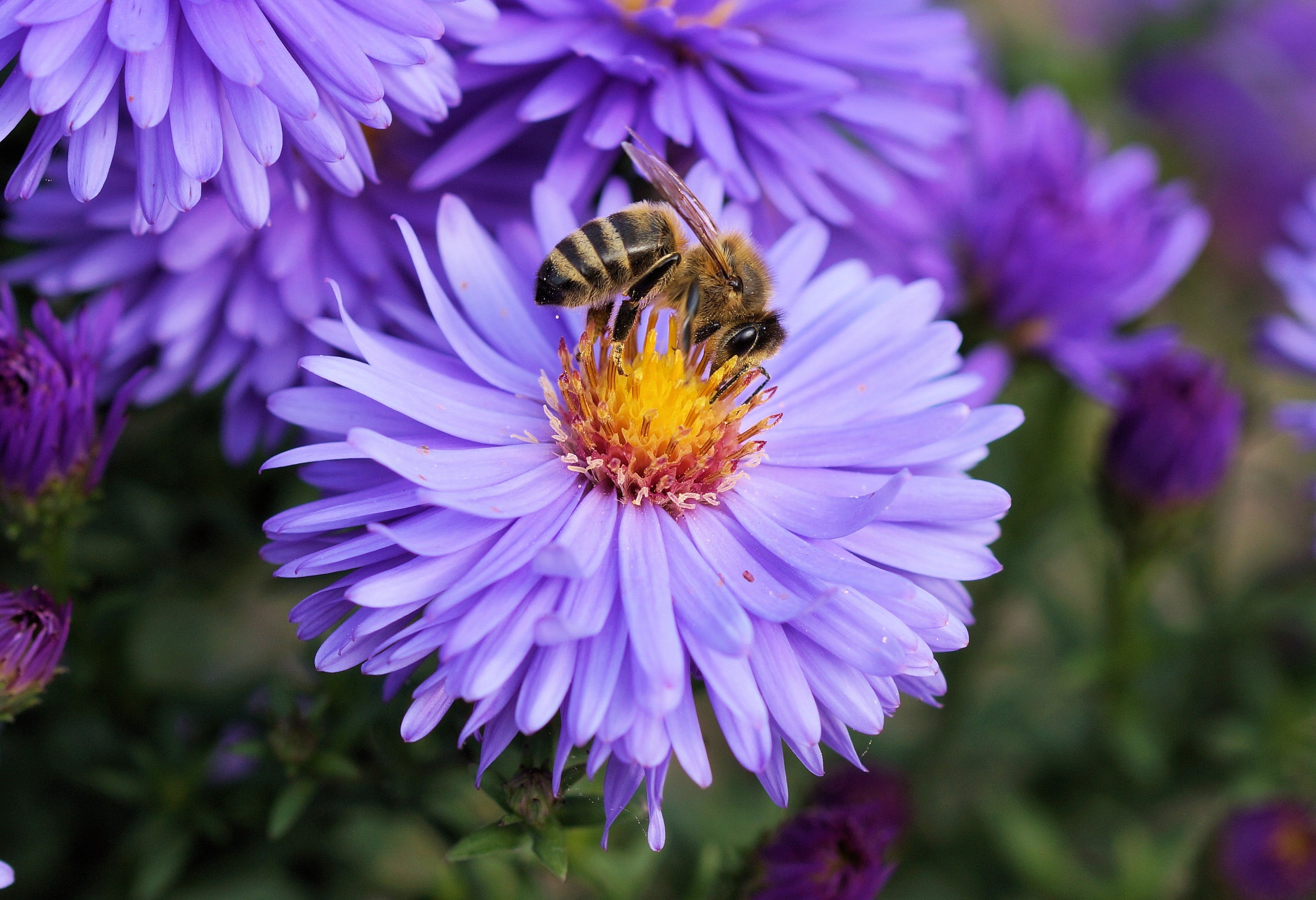 Včela Medonosná: malý zázrak na krídlach