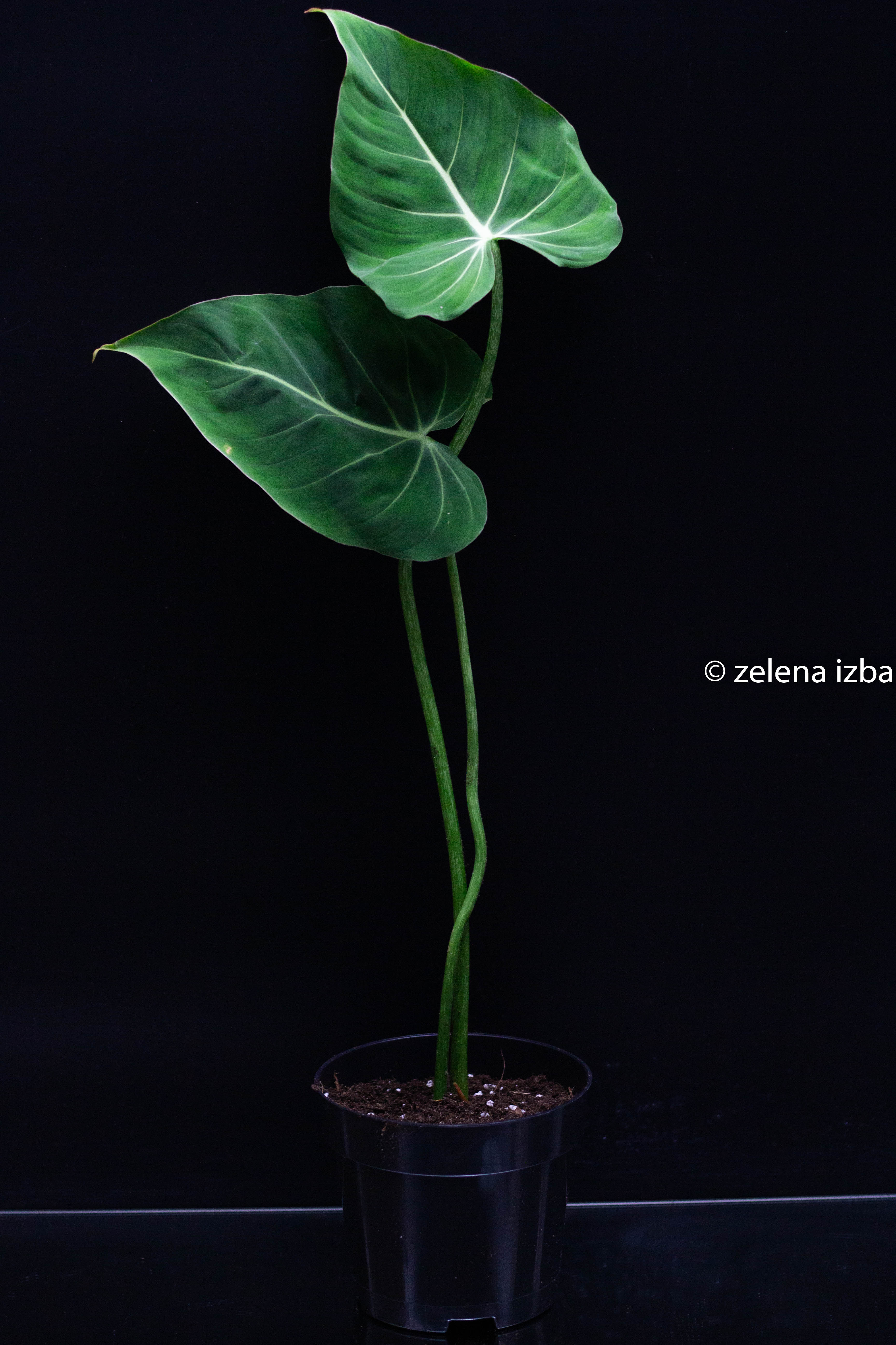 Philodendron gloriosum - zľava