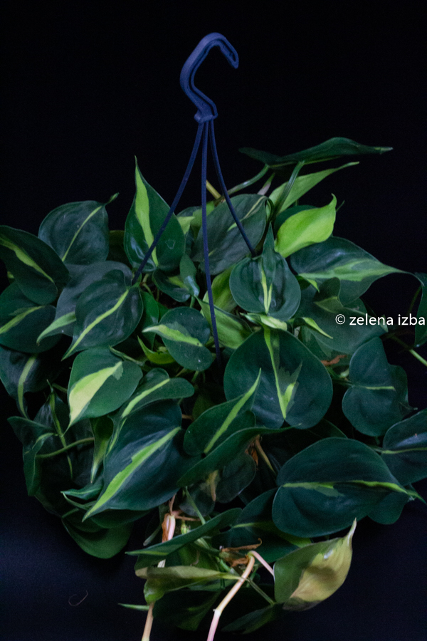 Philodendron brasil "L"