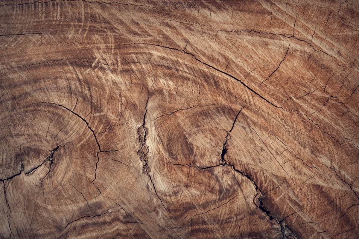 Mýtus o dreve #7 - DREVO ĽAHKO NAPADNÚ ŠKODCOVIA