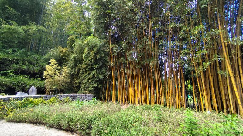 Japonská záhrada so žltými bambusmi