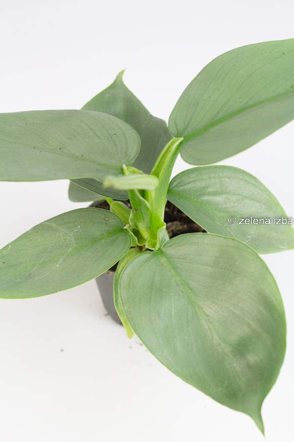 Baby philodendron hastatum