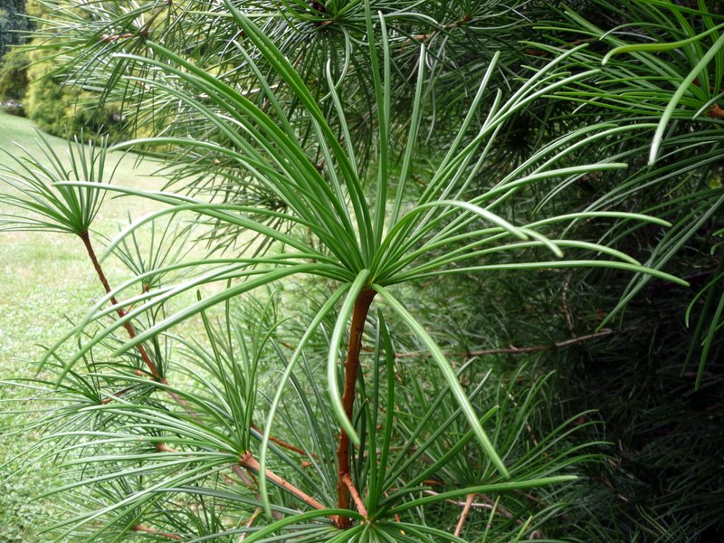 Detail dáždnikovca praslenovitého (Sciadopitys verticillata). Nevšedný ihličnan z Japonska