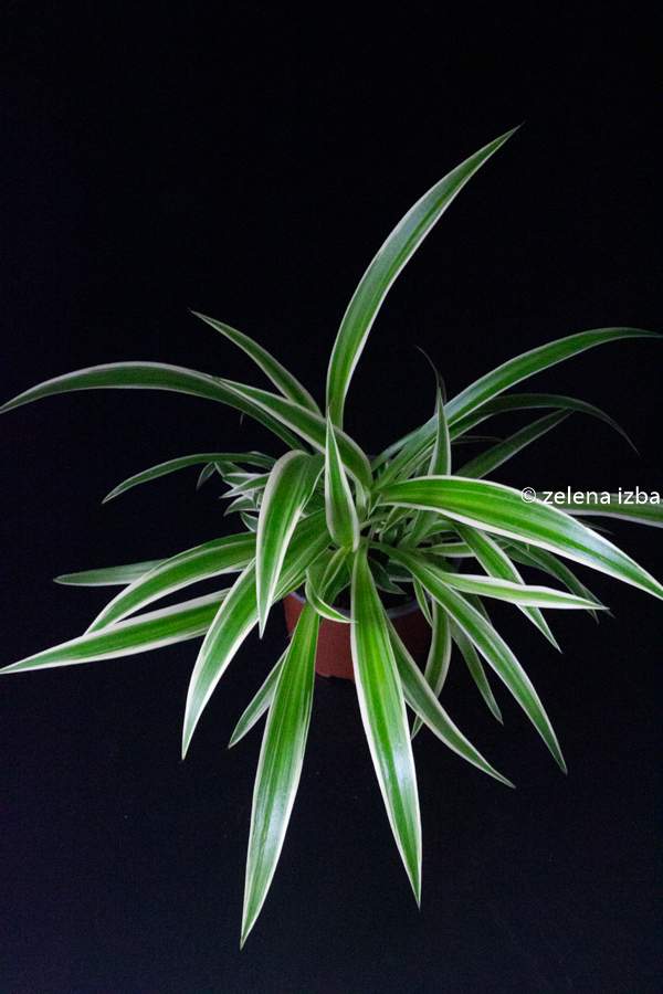 Chlorophytum comosum - "zelenec"