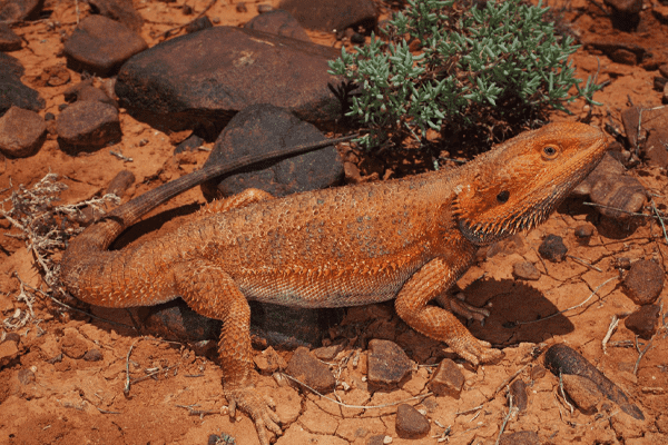 Seriál: Agama bradatá - Biotop (Austrália) (2. časť)