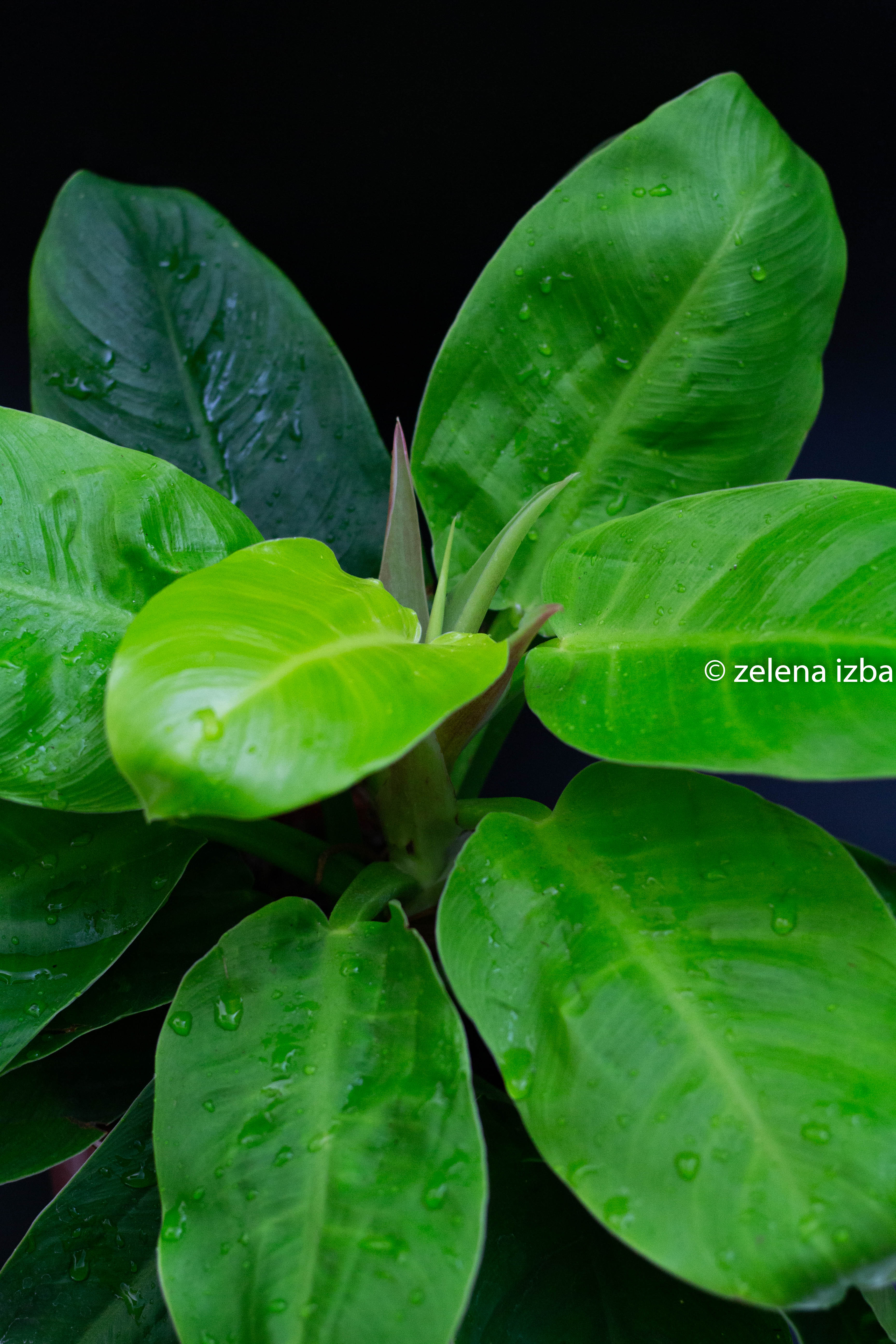 Philodendron moonlight "L"