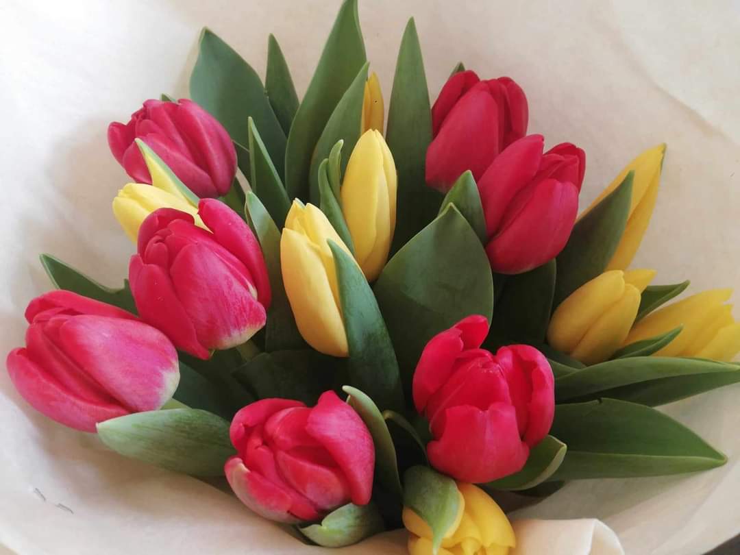 Krásne tulipány
