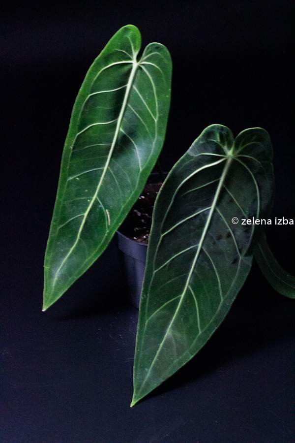 Anthurium warocqueanum - na objednávku