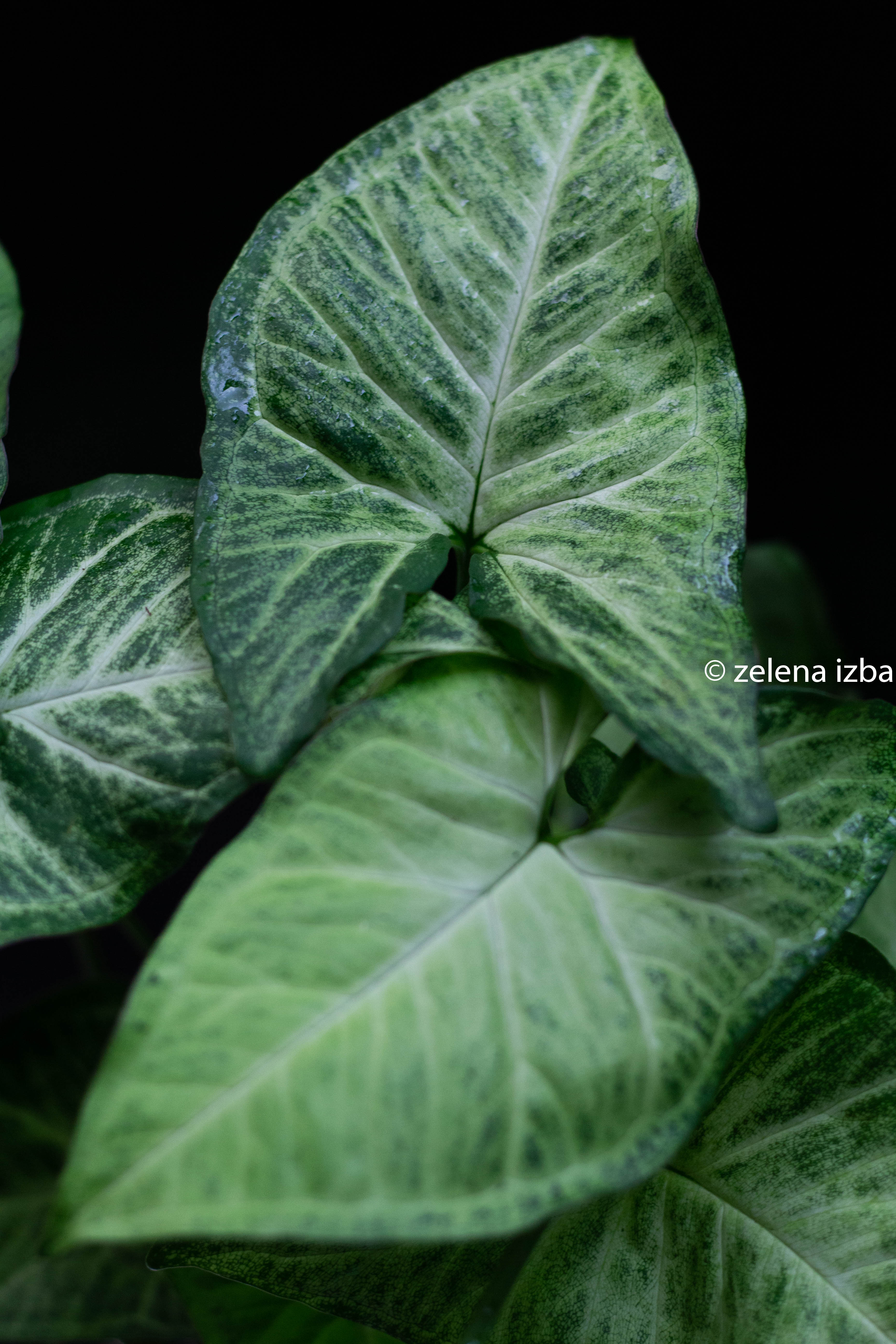 Syngonium white butterfly "L"