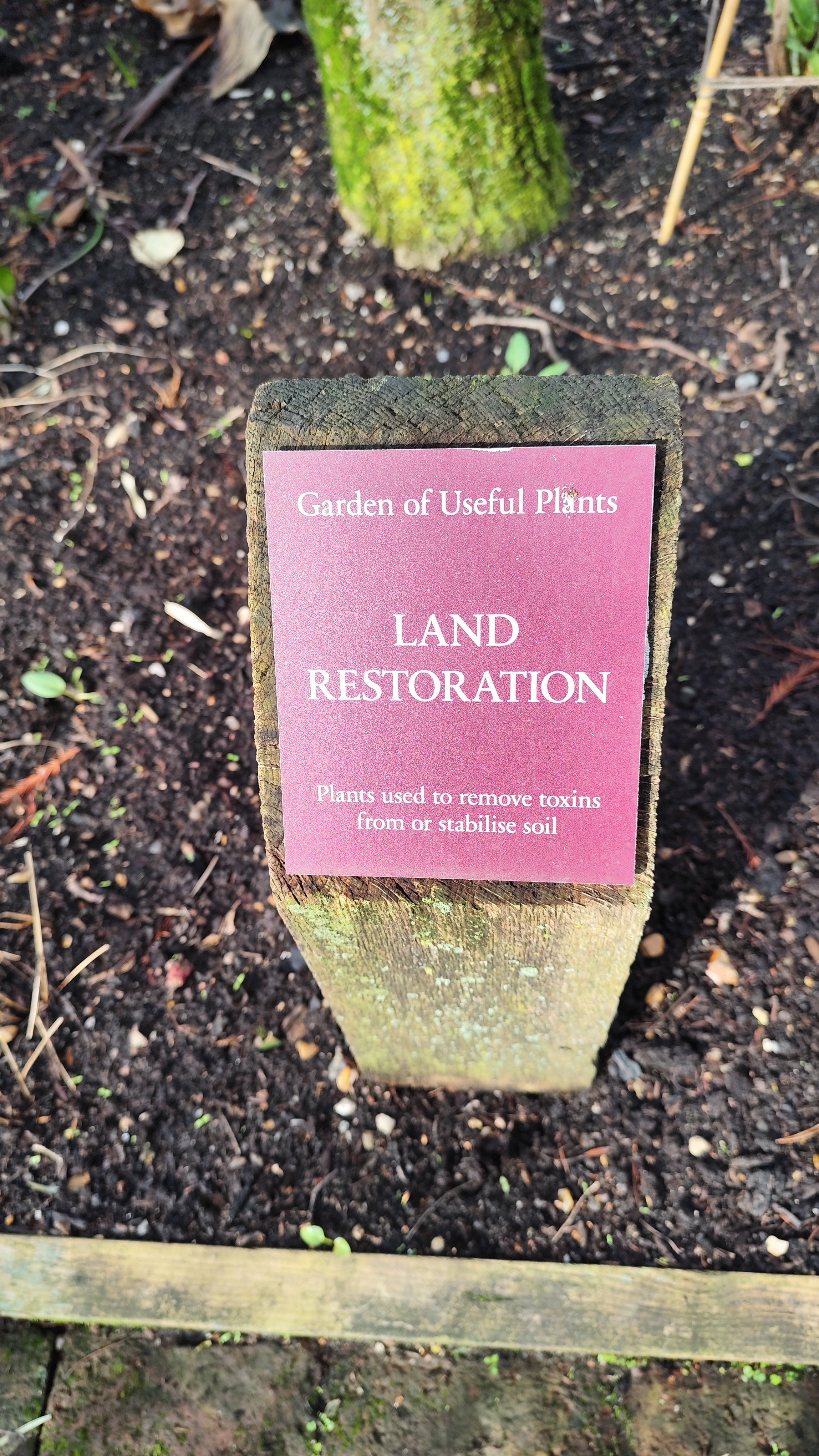 land restoration - záhon s rastlinami pre rekultiváciu krajiny