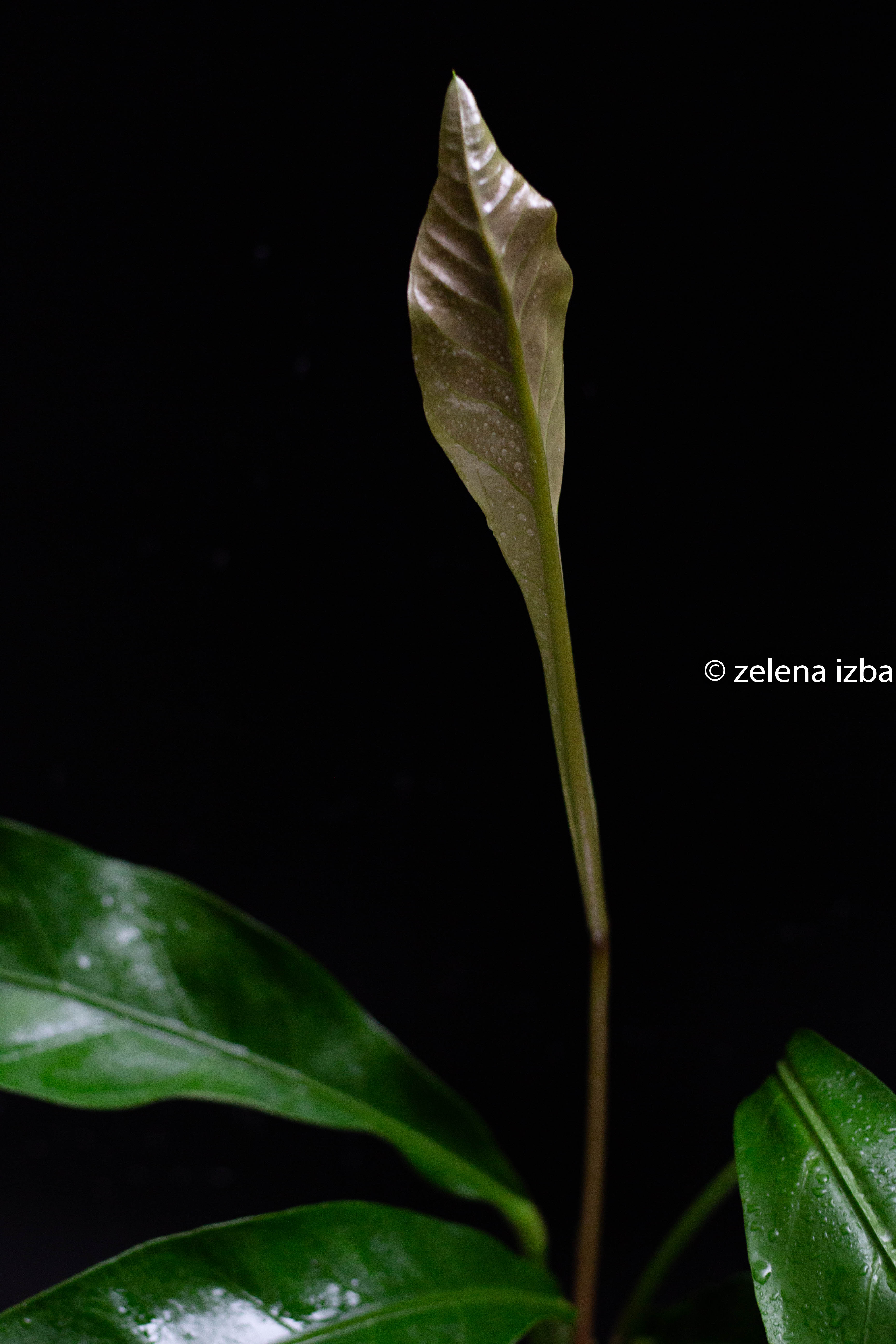 Anthurium ellipticum "jungle bush" - zľava
