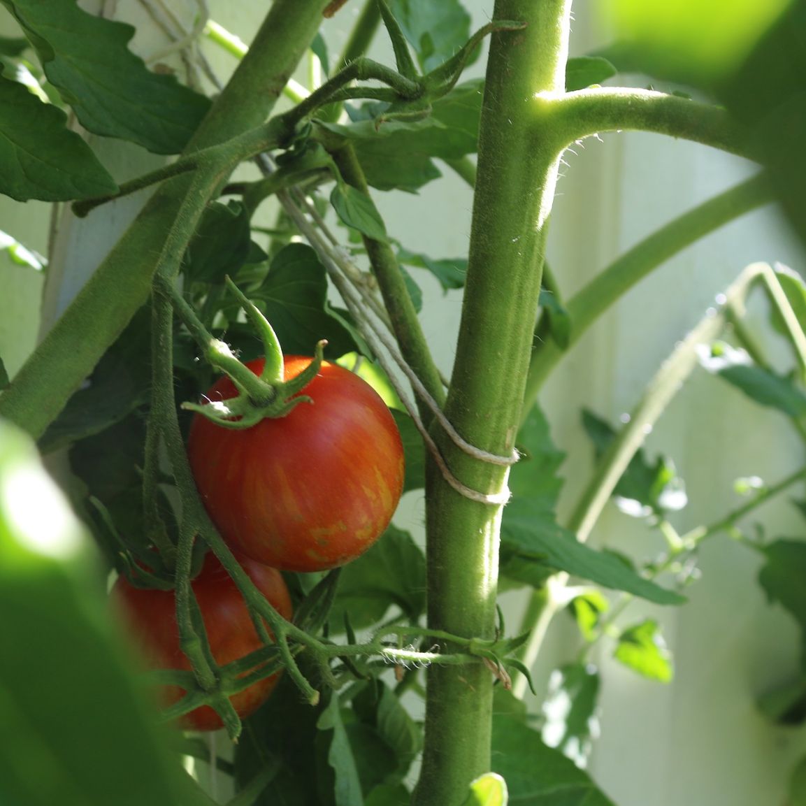 Ako sadiť paradajky?