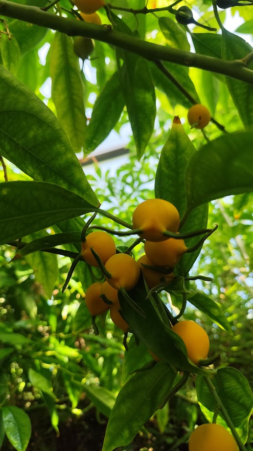Plody Styloceras brokawii