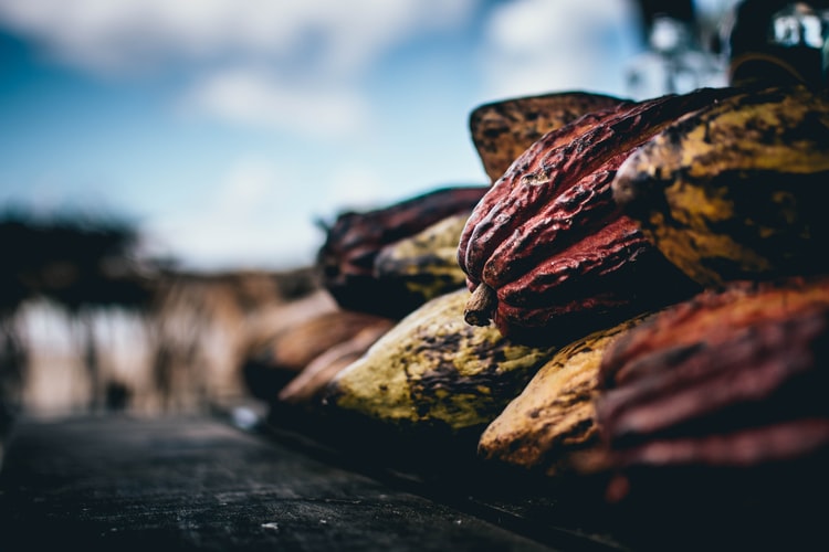 Bohatstvo ukryté v džungli: O kakaovníkoch v Mexiku