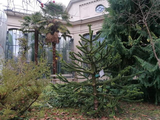 Araukária a palmy pred pavilónom/ Monkey puzzle tree and palm in front of pavilion