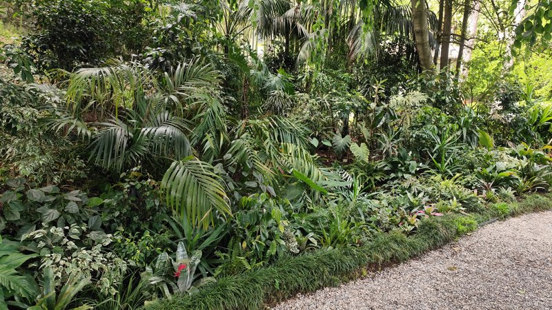 Záhon s tropickými rastlinami