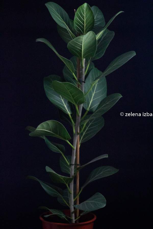 Ficus benghalensis audrey "XL"