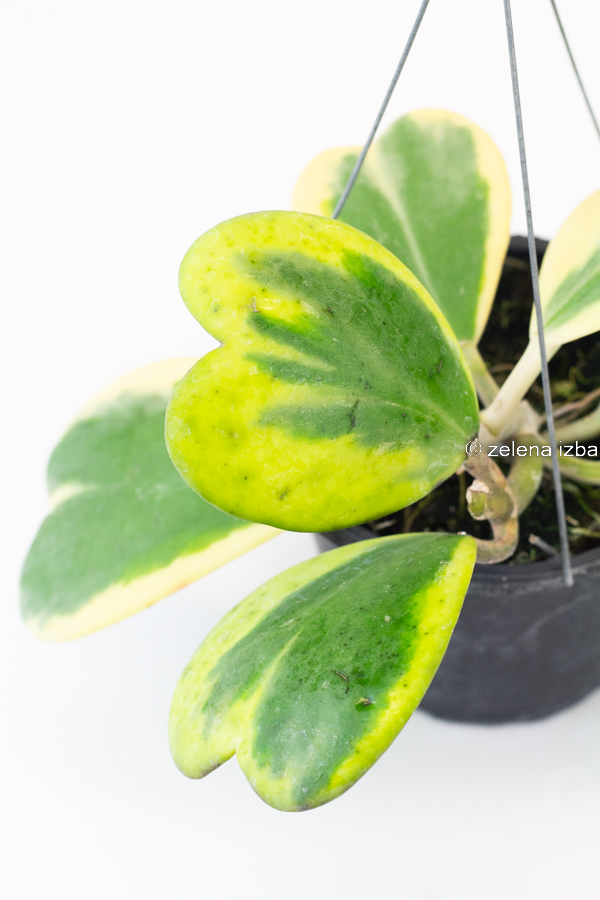 Hoya kerrii variegata