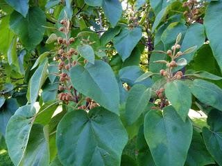 Listy a budúce súkvetia paulovnie plstnatej/ Leaves and forming inflorescence of paulownia tree.
